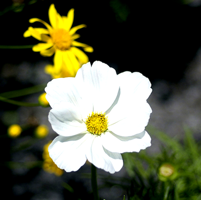 عشـق مـادر ... کـه وجـودم از تـوست